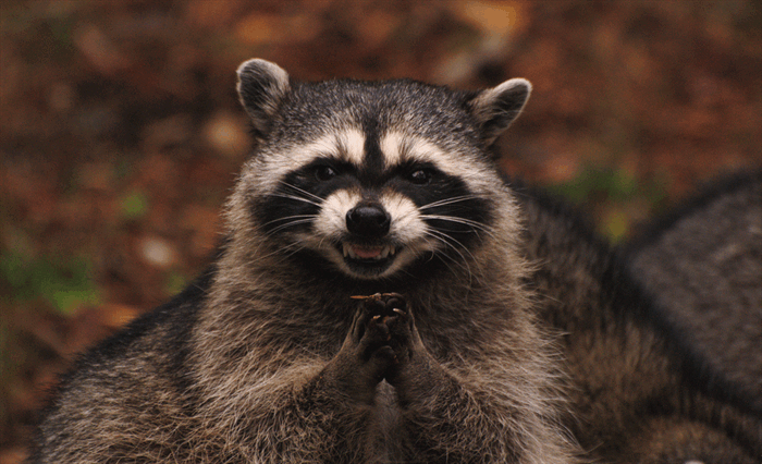 Scheming Racoon