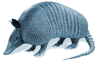 Armadillo